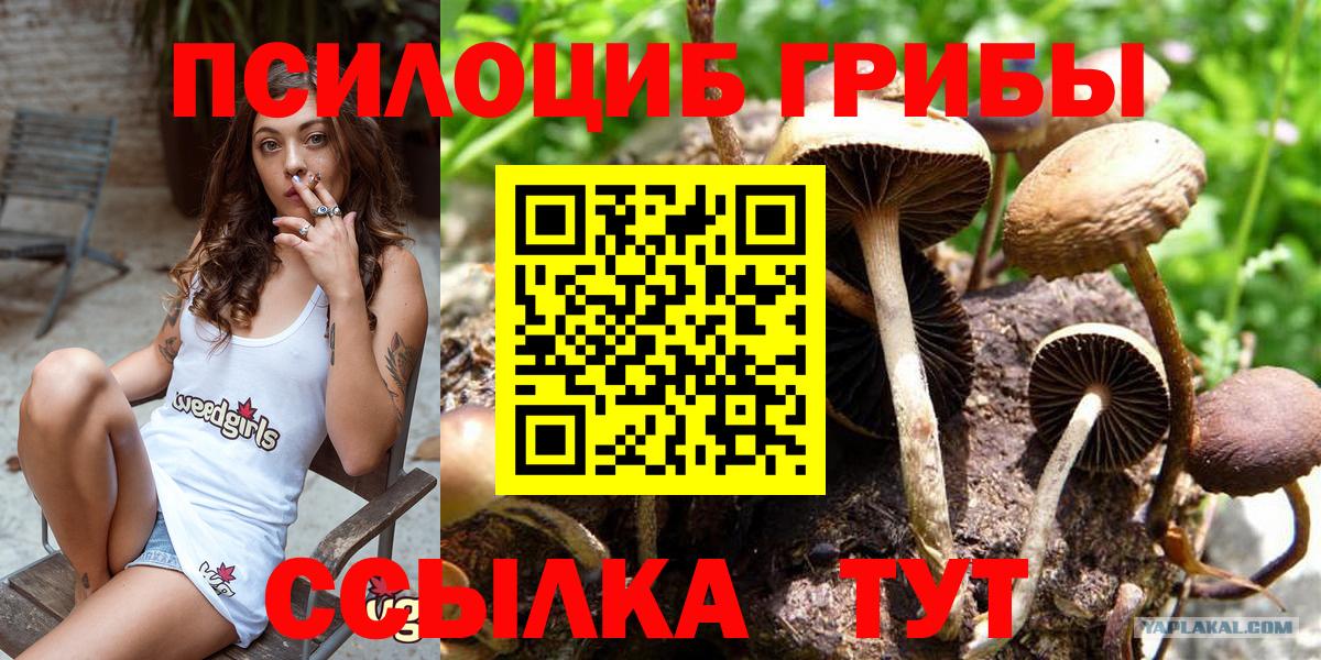 Галлюциногенные грибы MAGIC MUSHROOMS  Псилоцибиновые грибы Psilocybine cubensis  Сосновый Бор  Вход с VPN 
